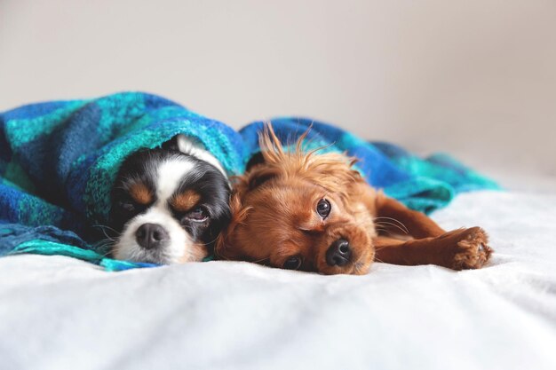 Two dogs sleepeing together under the warm blanket