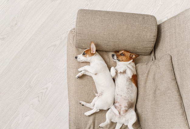 Two dogs sleeping on a beige sofa at home.