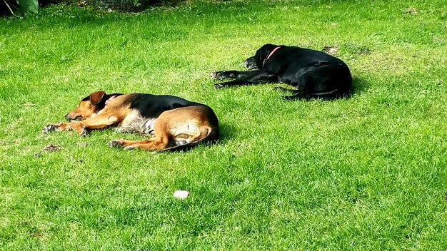 Two dogs sleeping on grass