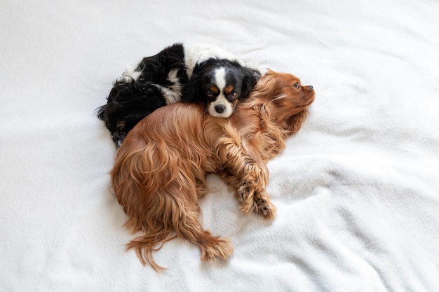 Two dogs sleeping together on white blanket