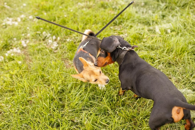 Two dogs sniffing each other outside in greeting