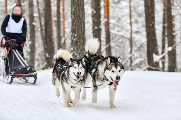 Photo two dogs on snow covered land