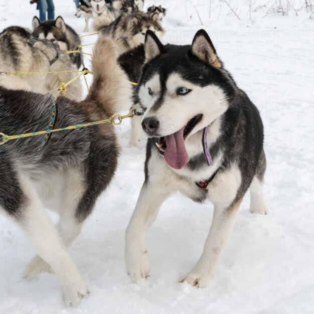 Foto due cani su una terra coperta di neve