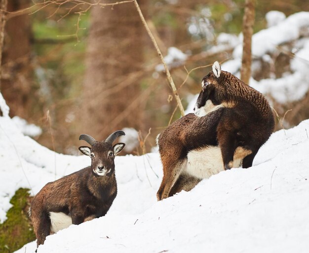 Foto due cani su una terra coperta di neve