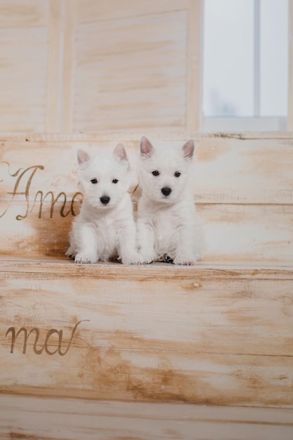 Two dogs on a staircase with the words " my name " on the wall