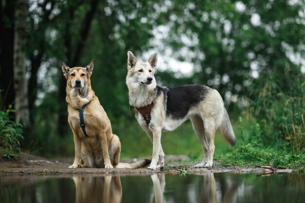 Two dogs standing by puddle