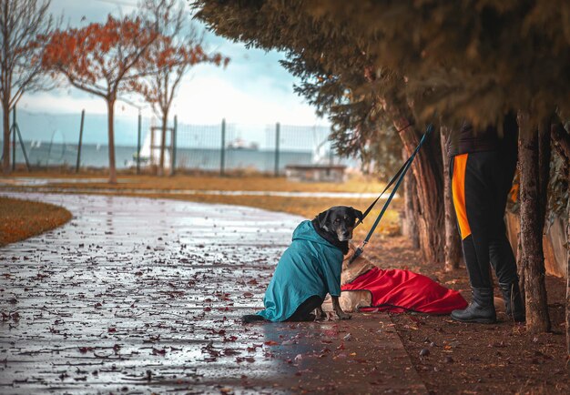 Two dogs and their owner with dog clothe