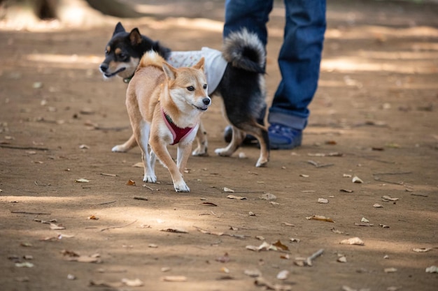 公園で遊ぶ2匹の犬とトレーナー 公園で遊ぶ犬