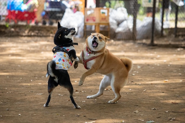 Due cani e un addestratore che giocano nel parco cane che gioca al parco