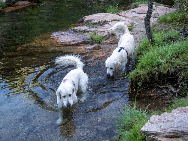 Two dogs walking along the bank of a river. Two dogs with harness in a pond on the shore.