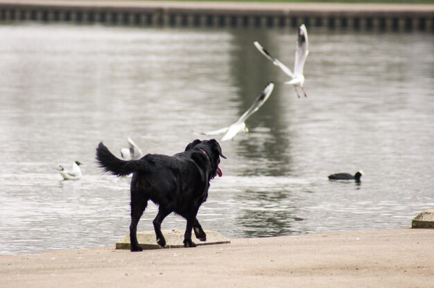 Photo two dogs in a water