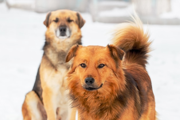 Two dogs in winter outdoors on a background of white snow