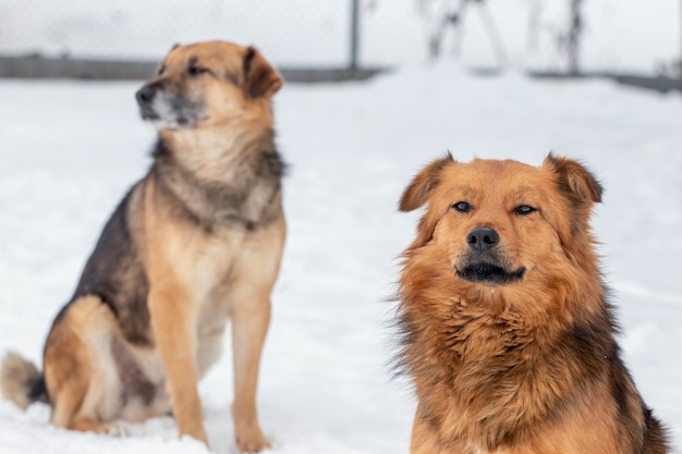 Two dogs in winter outdoors on a background of white snow