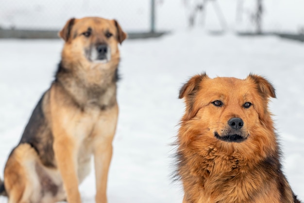 Two dogs in winter outdoors on a background of white snow