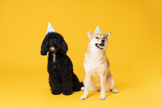 黄色の背景に 2 匹の犬 犬の誕生日