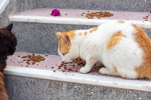 Premium Photo Two domestic Aegean cats eat on house stairs Paros island Naoussa village Cyclades Greece