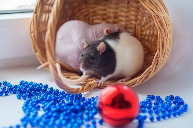 Two domestic decorative rats sit in a wattled basket and play 