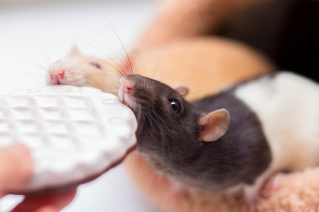 Two domestic rats gnaw cookies from hands. 