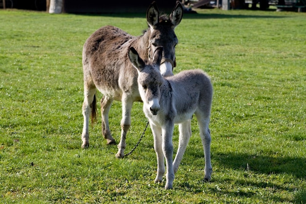 two donkeys are standing on green grass