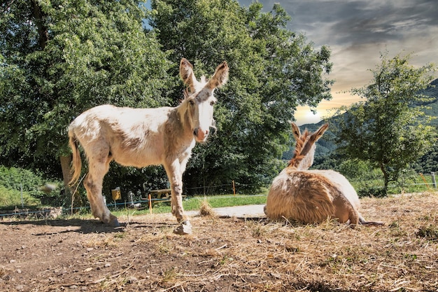 Two donkeys on a farm