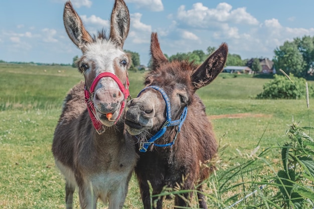 two donkeys in the field one donkey holding a carrot in his mouth