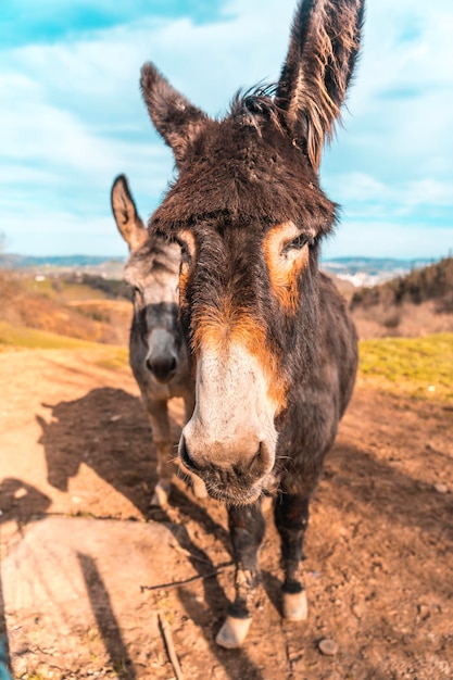 Photo two donkeys from mount adarra in guipuzcoa basque country