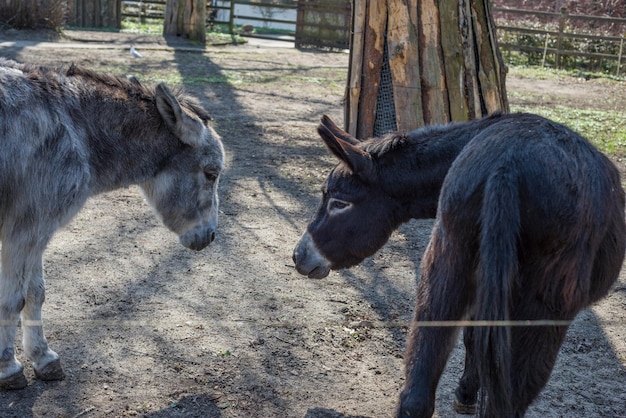 two donkeys gray and black are looking at each other