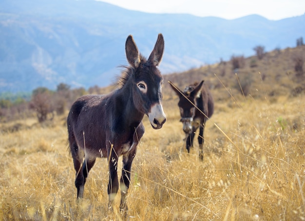 Two donkeys grazing in a field of dry yellow grass in summer with blue mountains in surface out of focus