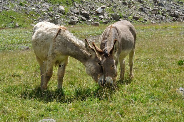 アルプスの牧草地にいる2頭のロバ