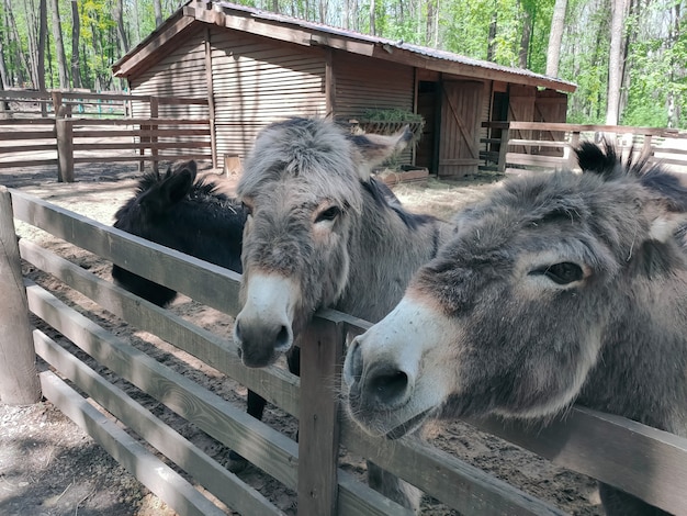 Два осла в зоопарке смотрят в одну сторону. Фотография животных.