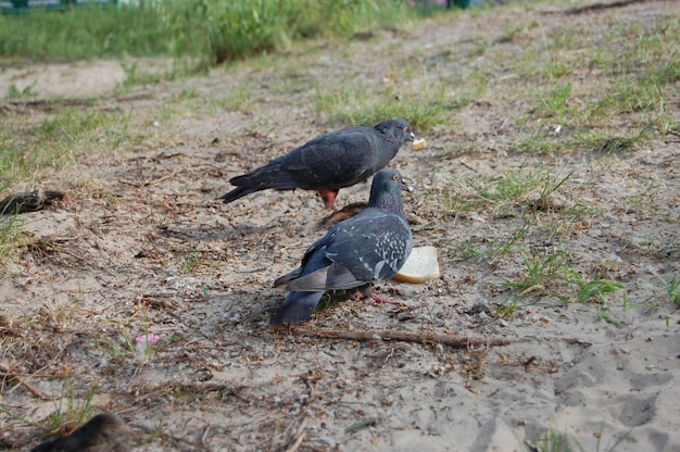 Two doves peck a piece of bread on the ground