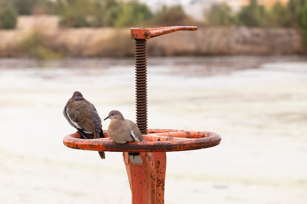 Two doves resting on an old sluice gate