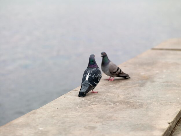 川の背景に座っている2羽の鳩