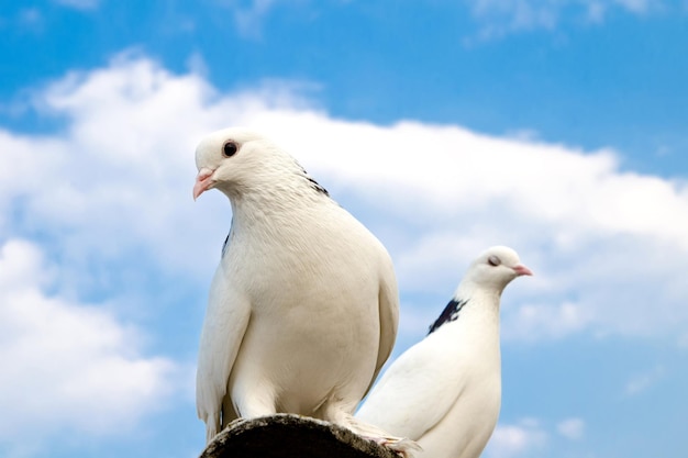 二羽の鳩