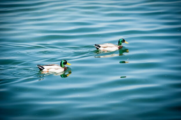 Two duck on the lake