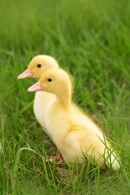 Two ducklings in the green grass