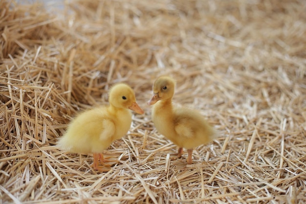 Photo two ducklings on hay