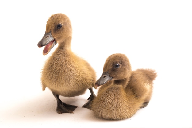 Two ducklings indian runner duck