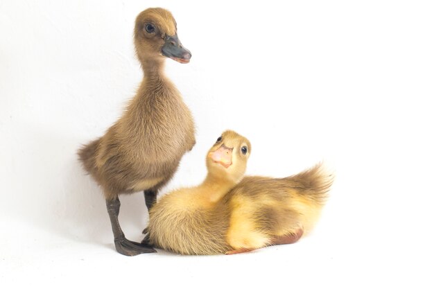 Two ducklings indian runner duck