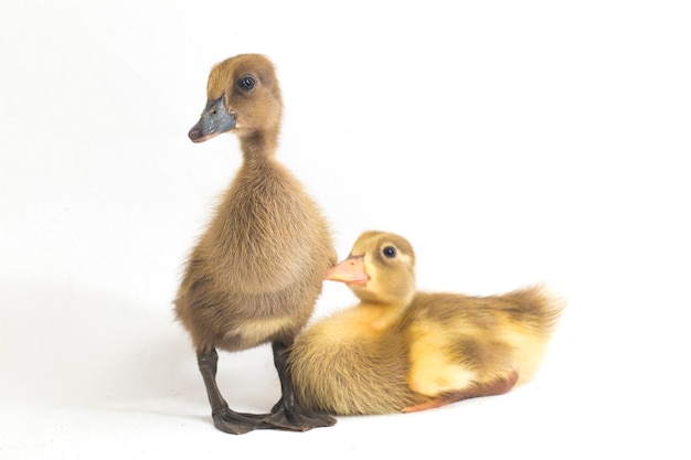 Two ducklings indian runner duck