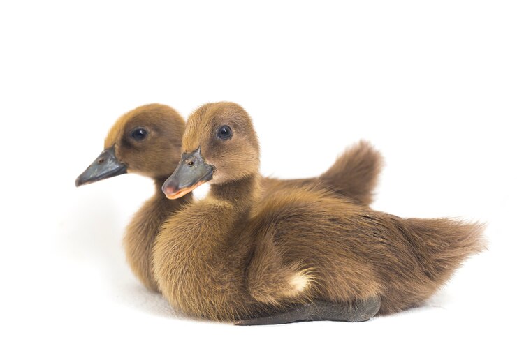 두 ducklings 인도 러너 오리