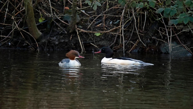 Two ducks are swimming in the water and one has a black and white head.