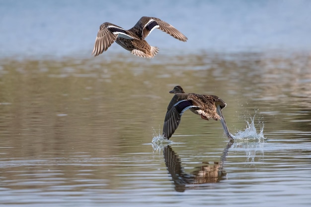 Two ducks flying over the water