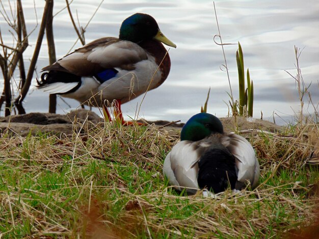 Photo two ducks on grass next to lake