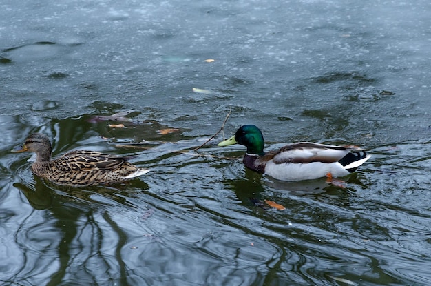 Two ducks in the lake in winter among the ice.