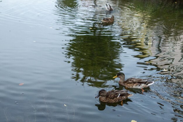 Photo two ducks in a lake