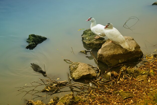 写真 湖の岸に2羽のアヒル