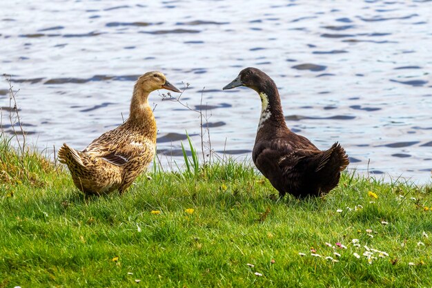 Two ducks on the river, raising ducks