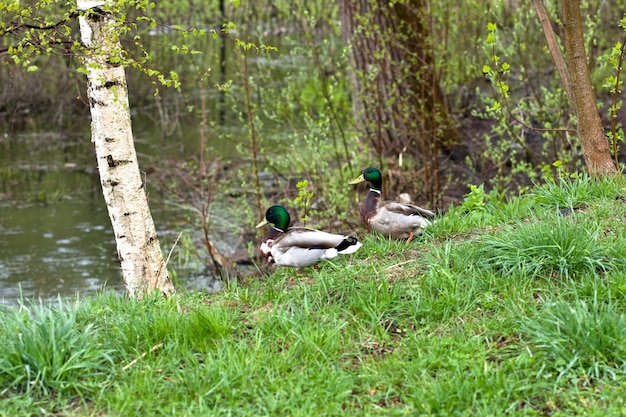 Two ducks on the riverbank