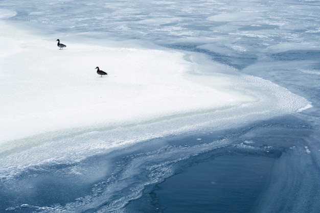 Two ducks stay on the fresh ice by early winter